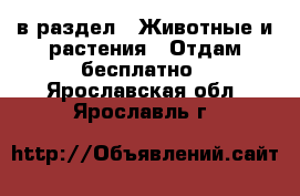  в раздел : Животные и растения » Отдам бесплатно . Ярославская обл.,Ярославль г.